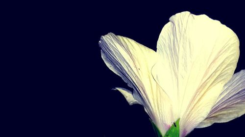 Close-up of white flowers over black background
