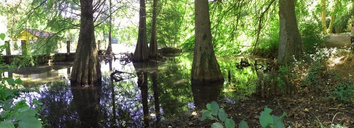 Scenic view of forest