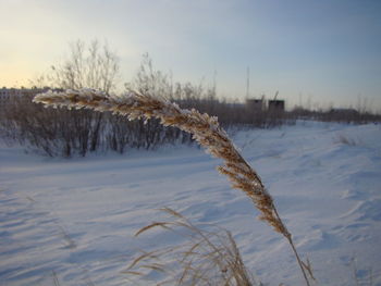 Frozen plant on snowy field against sky