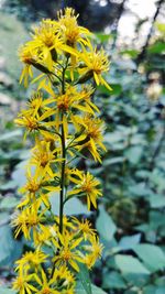 Close-up of yellow flowering plant