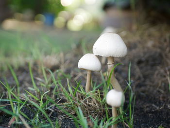 Close-up of mushroom growing on field