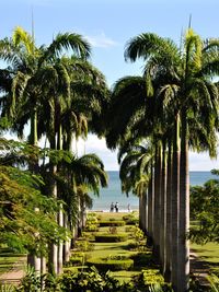 Palm trees by sea against sky