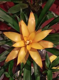 Close-up of frangipani blooming outdoors