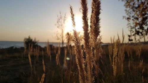 Close-up of stalks in field against sky during sunset