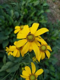 Close-up of yellow flower