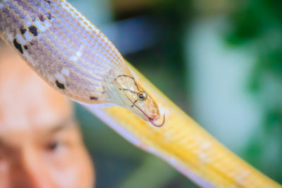 Close-up of insect