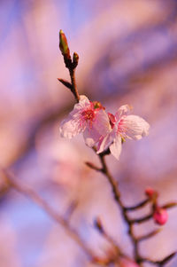 Close-up of cherry blossom