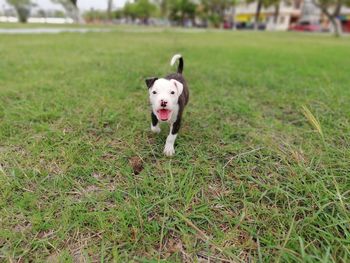 Portrait of dog on field