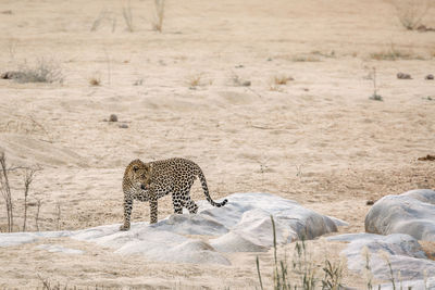 View of cat on landscape