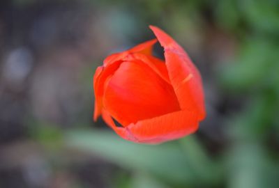 Close-up of red flowers