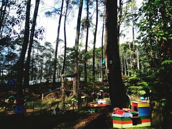 View of trees in forest