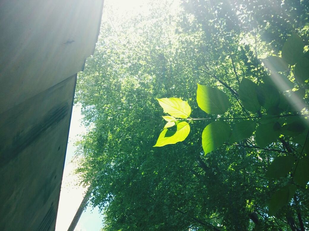 low angle view, tree, growth, green color, leaf, nature, branch, sunlight, day, plant, sky, no people, outdoors, green, tranquility, beauty in nature, close-up, hanging, clear sky, tree trunk