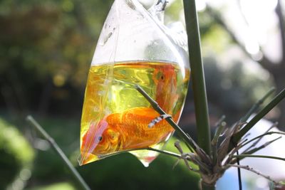 Close-up of orange on glass