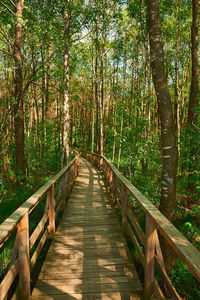 Footbridge in forest