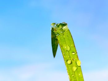 Close-up of water drops on leaf against sky