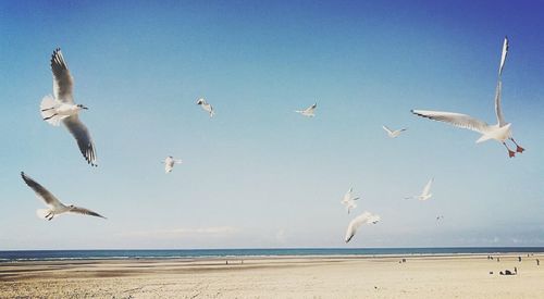 Birds flying over beach against clear sky