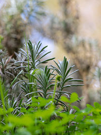 Close-up of fresh green plant