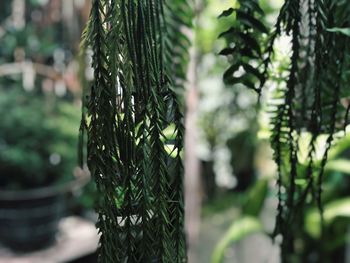 Close-up of leaf on tree trunk