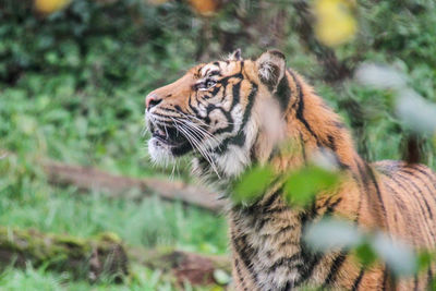 Close-up of a cat looking away