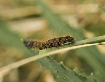 caterpillar