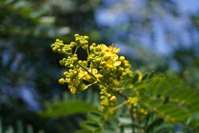 Close-up of yellow flowering plant