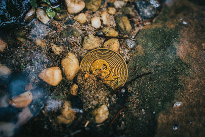 High angle view of turtle in sea