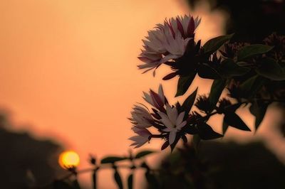 Close-up of flowers blooming at night