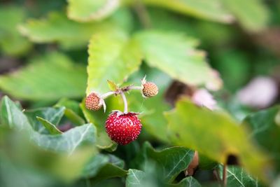 Close-up of strawberry growing on plant