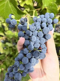 Cropped hand holding grapes