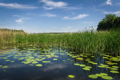 Scenic view of lake