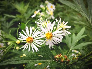 Close-up of white daisy flowers growing outdoors
