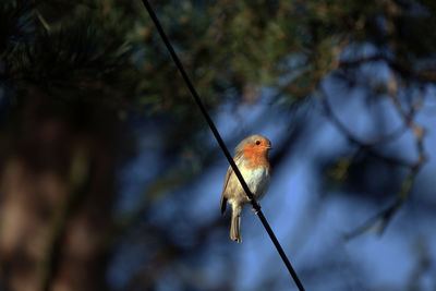 Low angle view of a robin perching on a wire. 