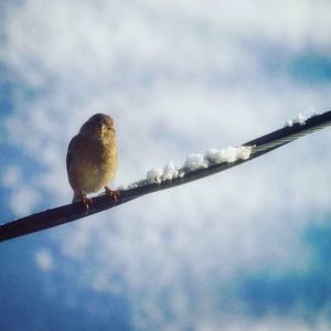 Close-up of bird perching on branch