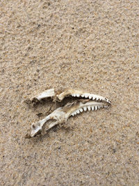 Lizard on sand at beach