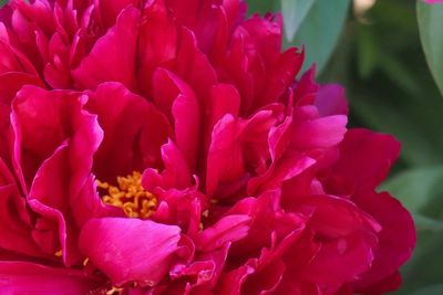 Close-up of flowers blooming outdoors