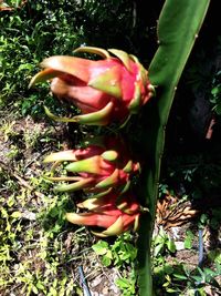 Close-up of plant