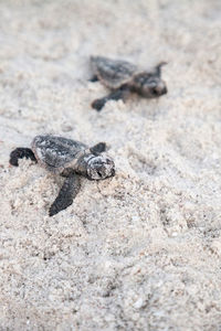 Hatchling baby loggerhead sea turtles caretta caretta climb make their way to the ocean