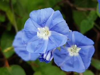 Close-up of blue water lily blooming outdoors