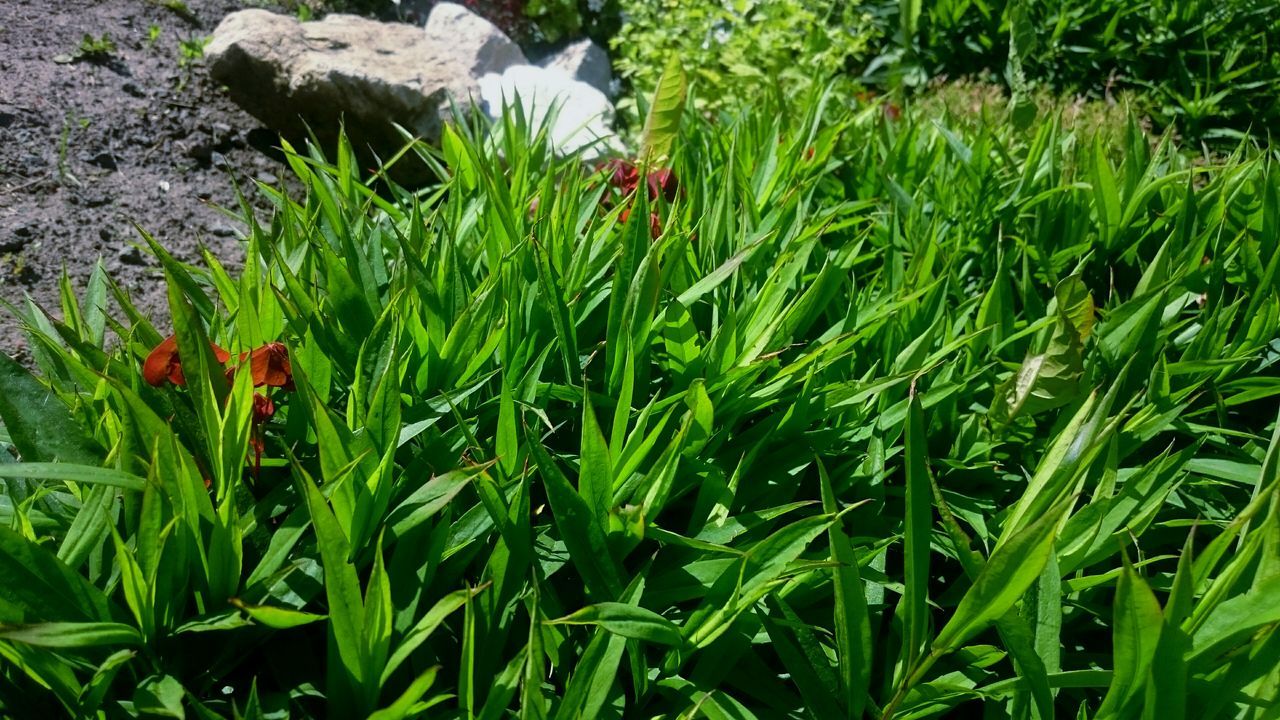 growth, green color, plant, grass, freshness, nature, beauty in nature, field, close-up, growing, green, lush foliage, flower, high angle view, outdoors, day, leaf, tranquility, fragility, no people