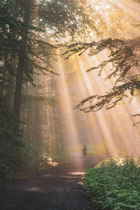 Road amidst trees in forest