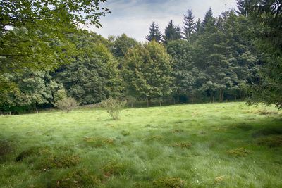 Scenic view of green landscape