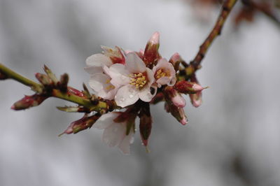 Close-up of flower blooming outdoors