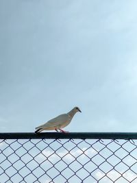 Low angle view of seagull perching on metal fence against sky