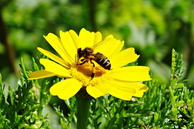 Close-up of bee on yellow flower