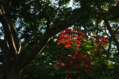 Low angle view of red flowering plants