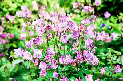 Close-up of pink flowering plant