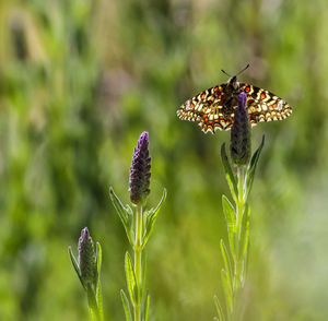 Close-up of butterfly pollinating on flower