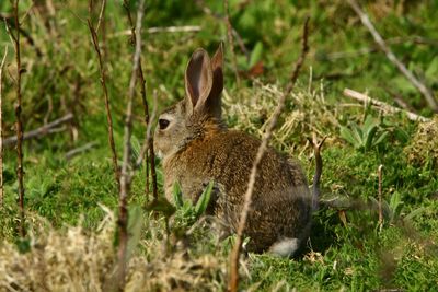 Side view of a rabbit amid plants