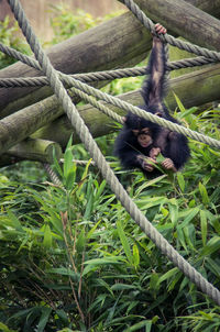 Monkey on tree