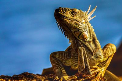 Close-up of a lizard on rock against sky